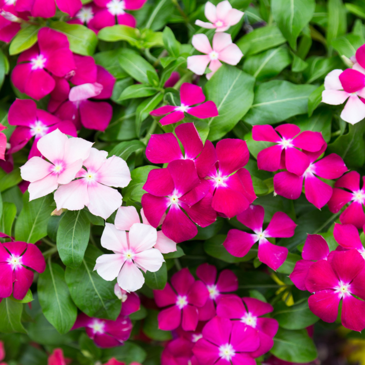 Green Paradise® Vinca Flower (Barmasi) Plant