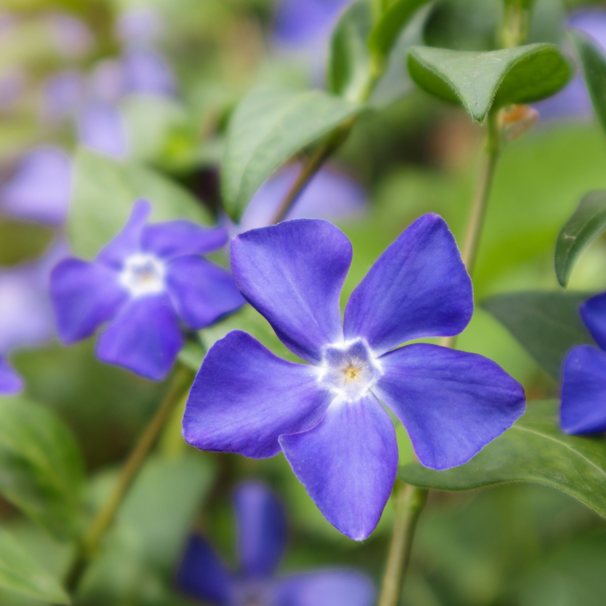 Green Paradise® Vinca Flower (Barmasi) Plant