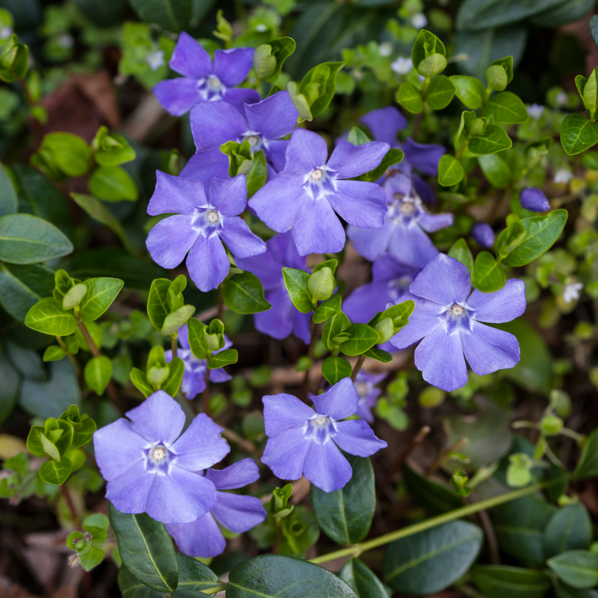 Green Paradise® Vinca Flower (Barmasi) Plant