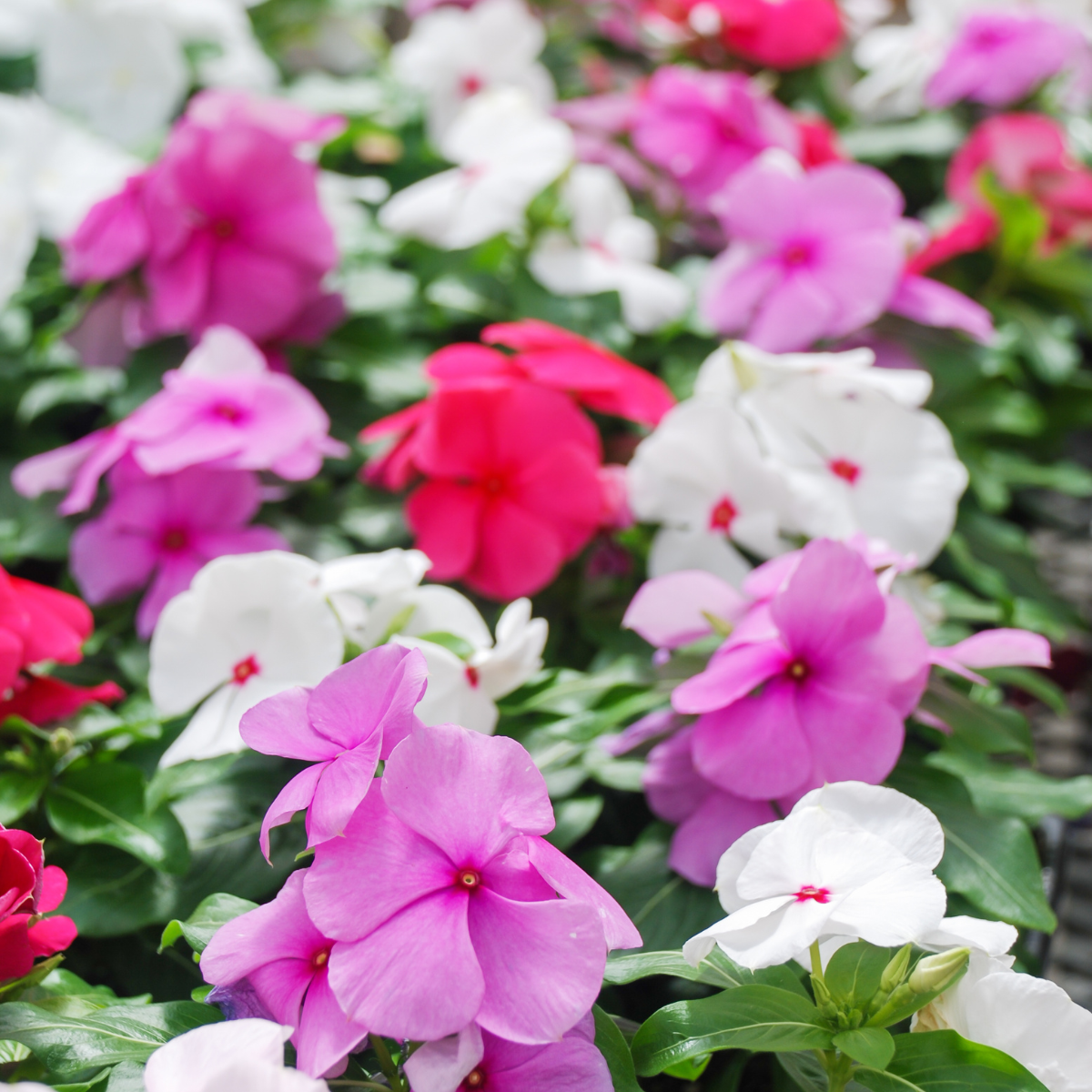 Green Paradise® Vinca Flower (Barmasi) Plant