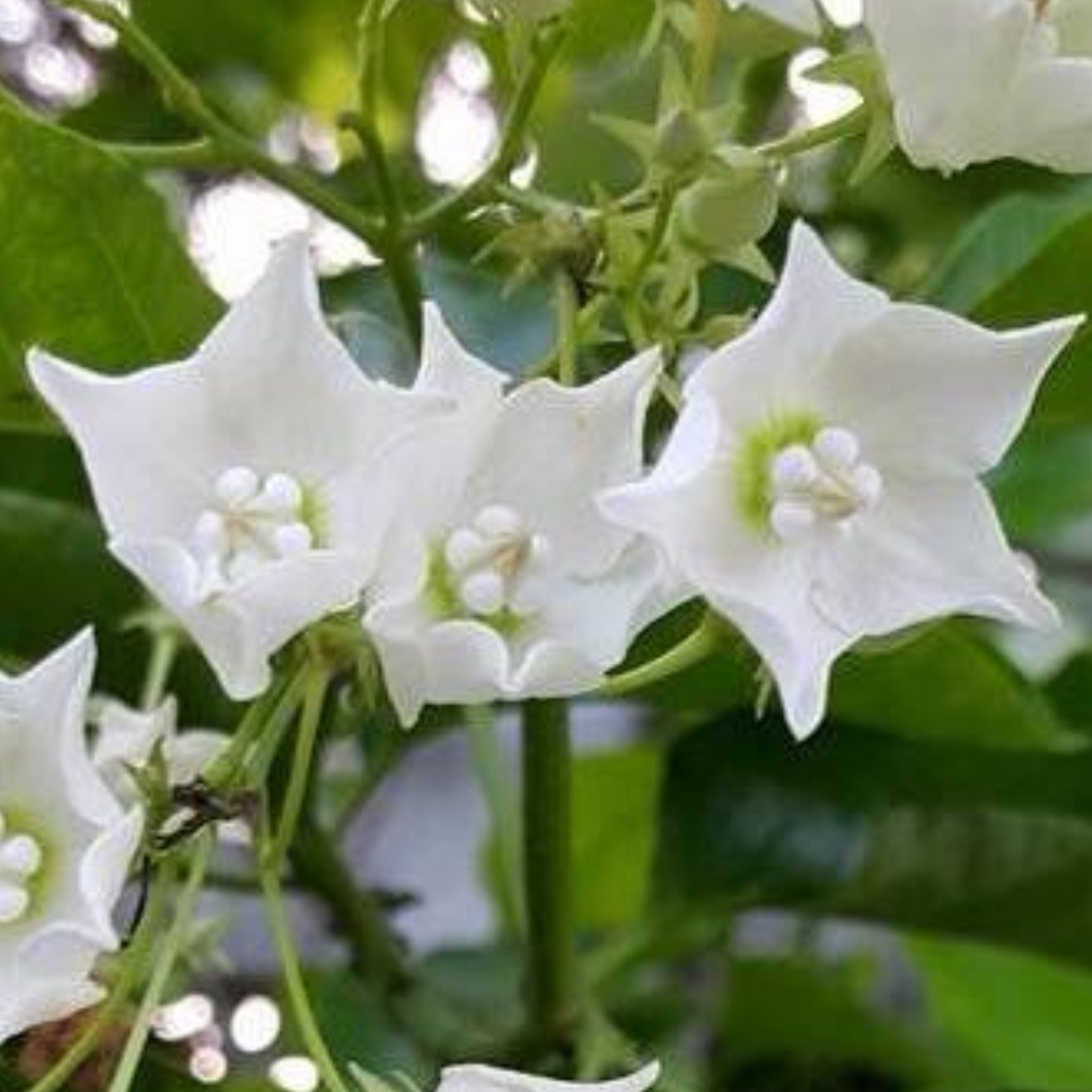 Vallaris Glabra scented flowered vine live plant bread flower vine live plant