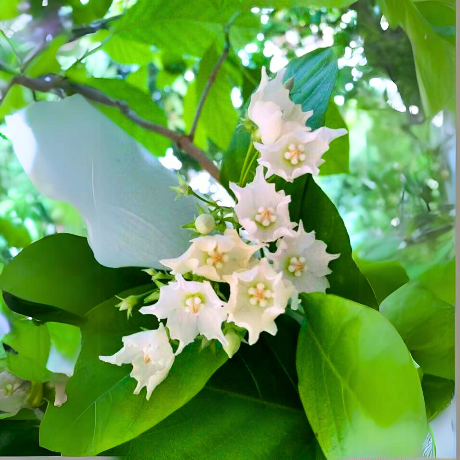 Vallaris Glabra scented flowered vine live plant bread flower vine live plant