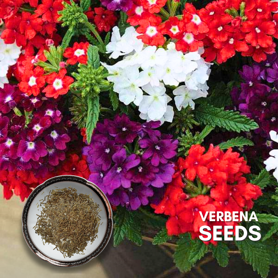 Green Paradise® Verbena F1 Hybrid Seeds Pack