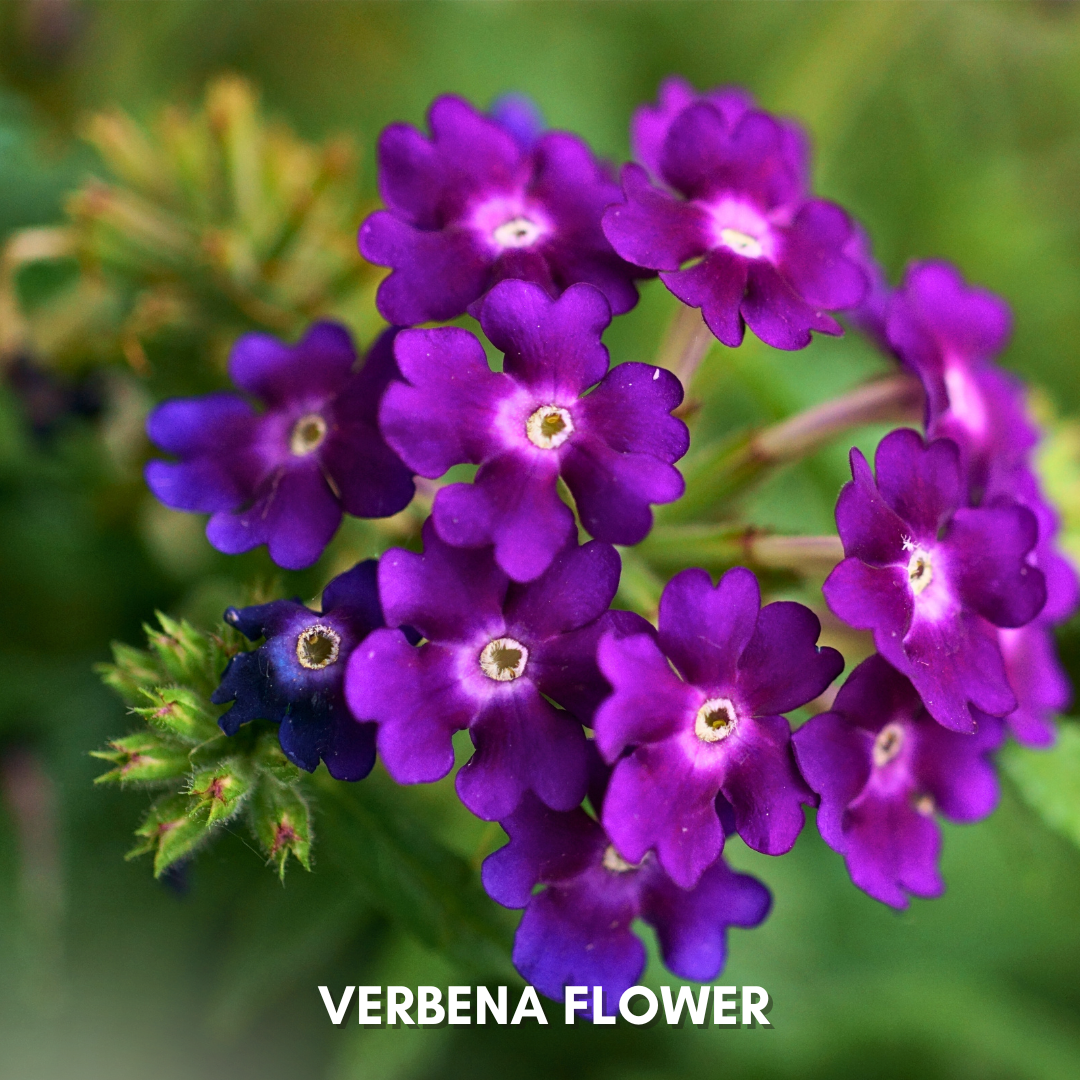 Green Paradise® Verbena F1 Hybrid Seeds Pack