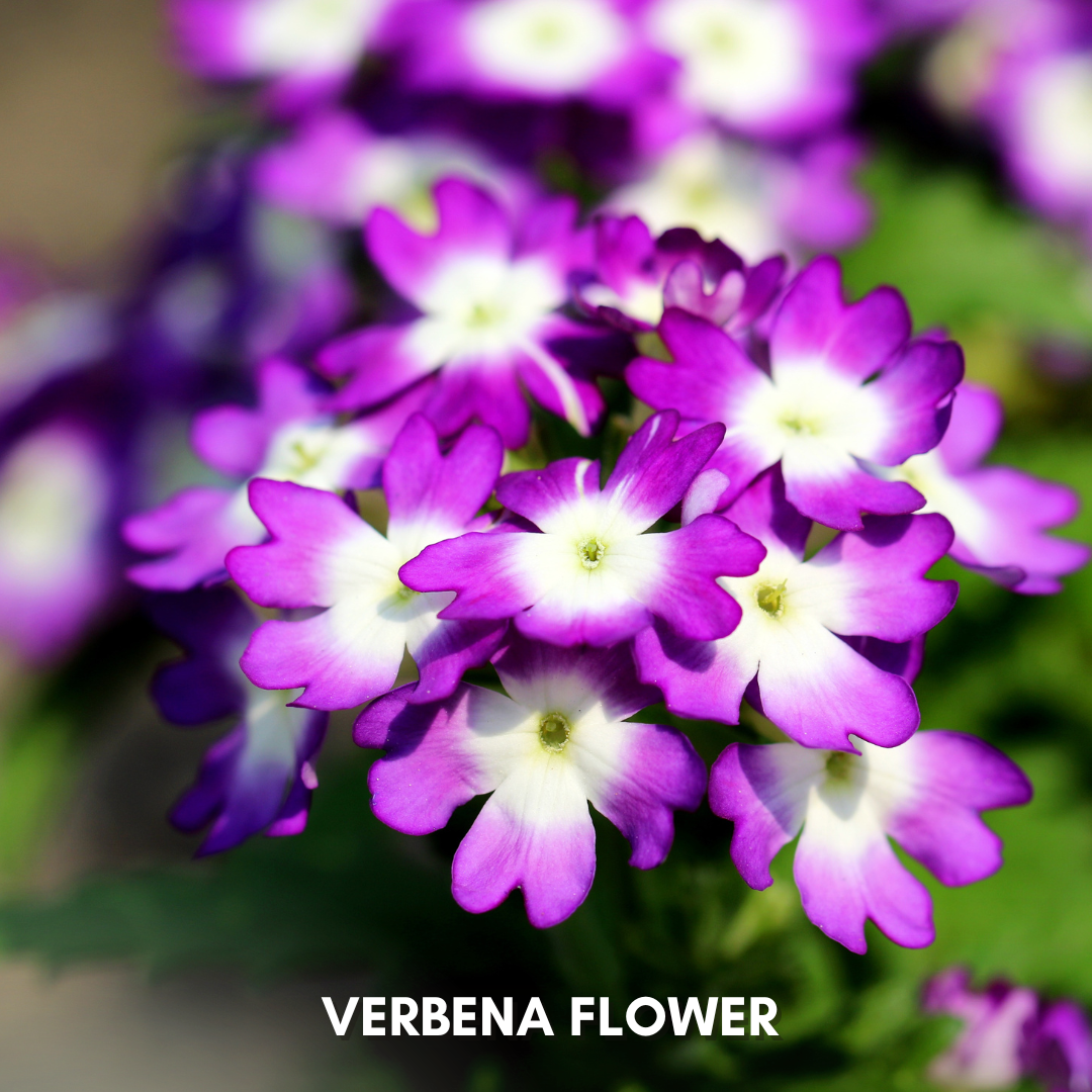 Green Paradise® Verbena F1 Hybrid Seeds Pack