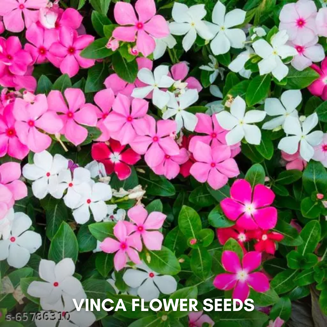 Green Paradise® Vinca Flower (Improved) Seeds Pack