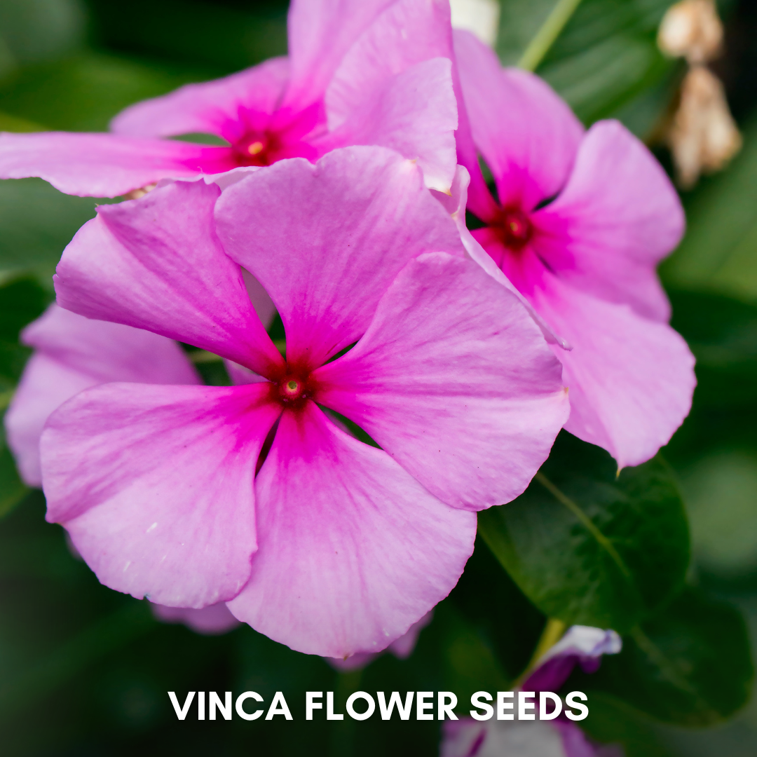 Green Paradise® Vinca Flower (Improved) Seeds Pack