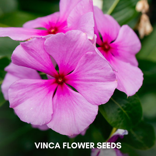 Green Paradise® Vinca Flower (Improved) Seeds Pack