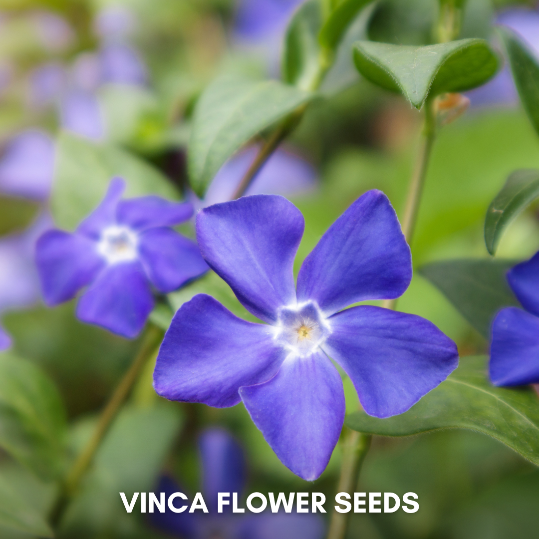 Green Paradise® Vinca Flower (Improved) Seeds Pack