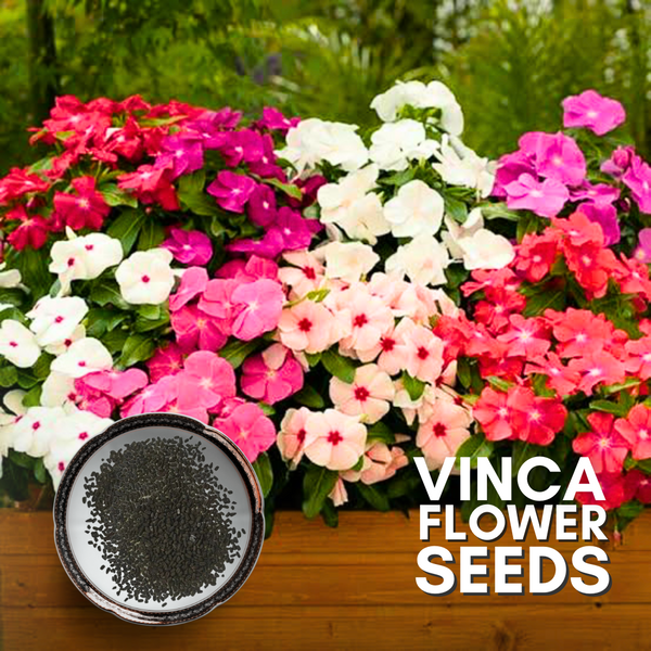 Green Paradise® Vinca Flower (Improved) Seeds Pack