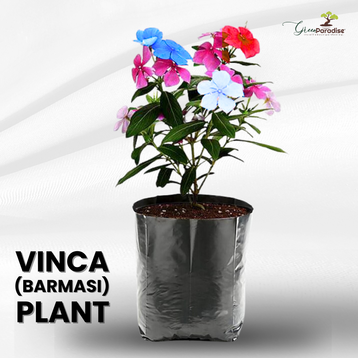 Green Paradise® Vinca Flower (Barmasi) Plant