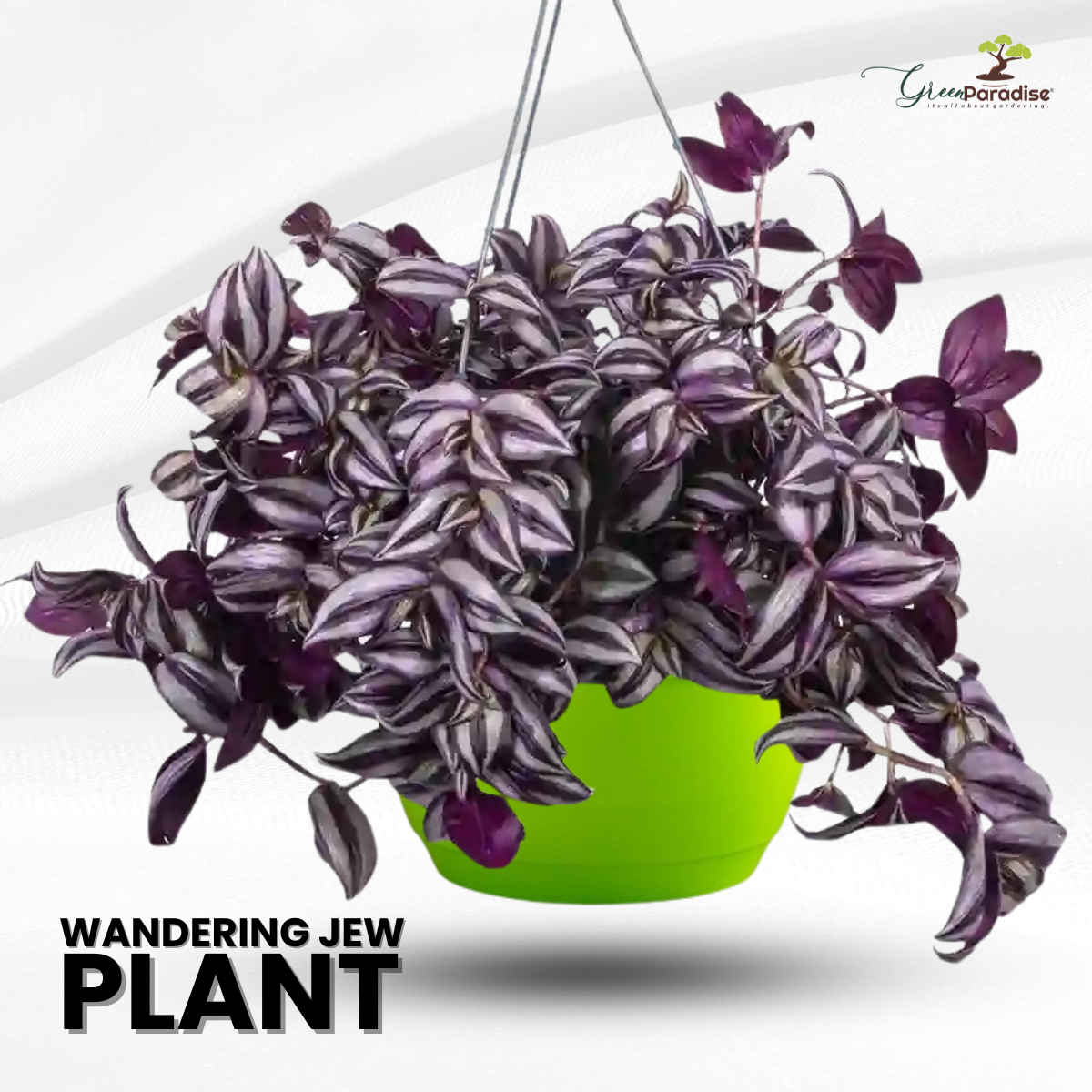 Wandering Jew Live Plant With Hanging Pot