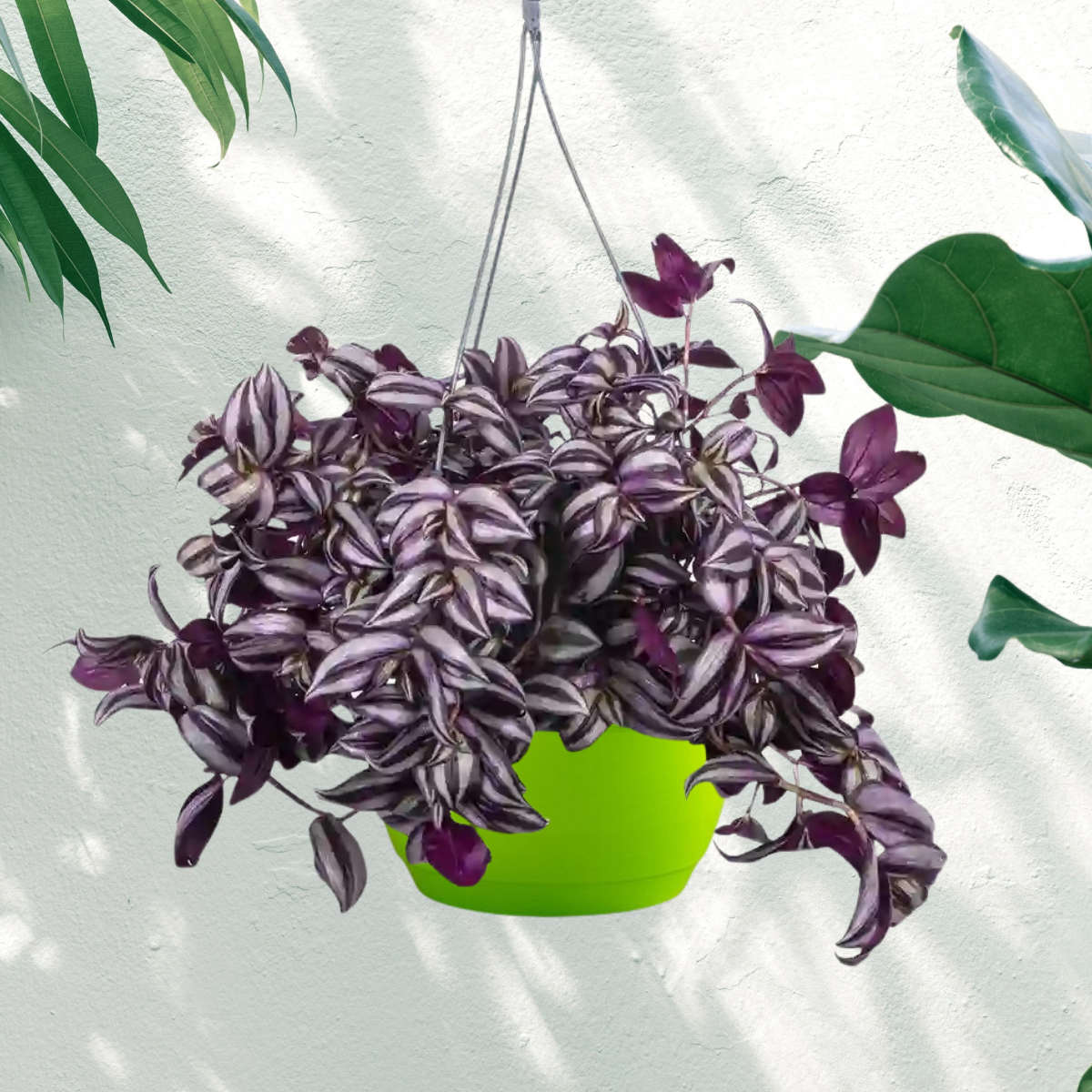 Wandering Jew Live Plant With Hanging Pot