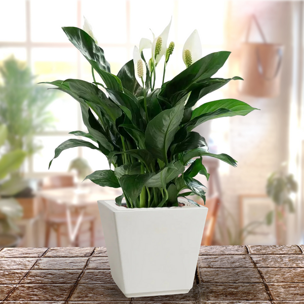 Green Paradise® Square Roto Molded High Qaulity Premium Planter