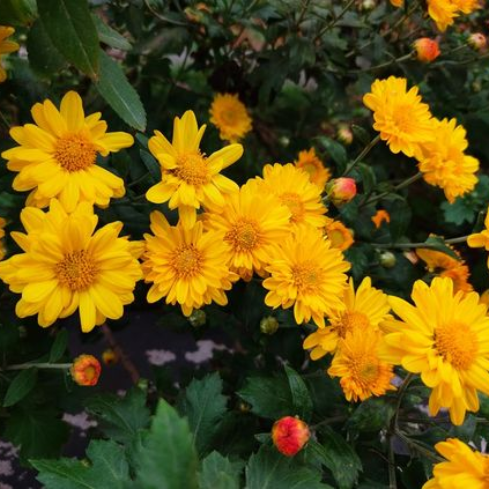 Wedelia Flower Plant Live Full Year Flowering Plant for Hanging Baskets,groundcovers,mini gardens, fairy gardens, bonsai landscapes