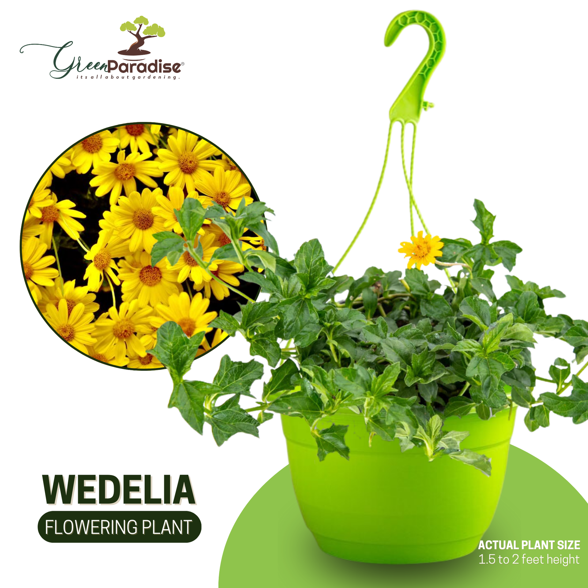 Wedelia Flower Plant Live Full Year Flowering Plant for Hanging Baskets,groundcovers,mini gardens, fairy gardens, bonsai landscapes