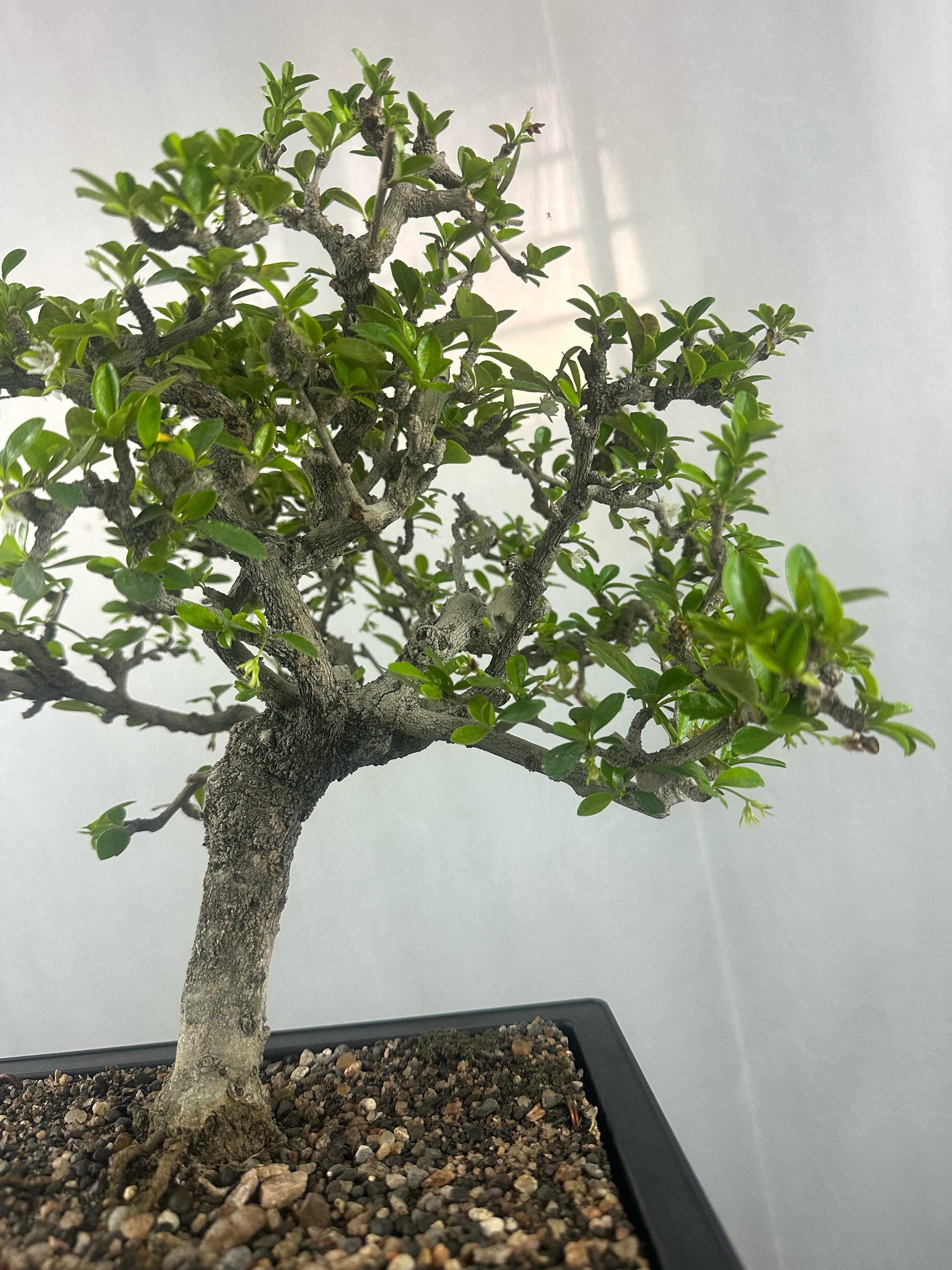 carmona microphylla Fukien tea Mature and old  bonsai tree 8 years  plastic training pot