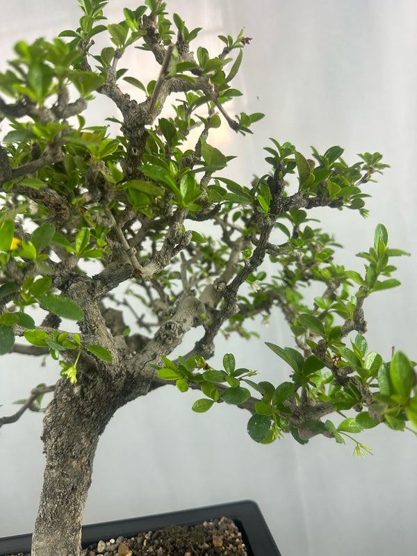 carmona microphylla Fukien tea Mature and old  bonsai tree 8 years  plastic training pot
