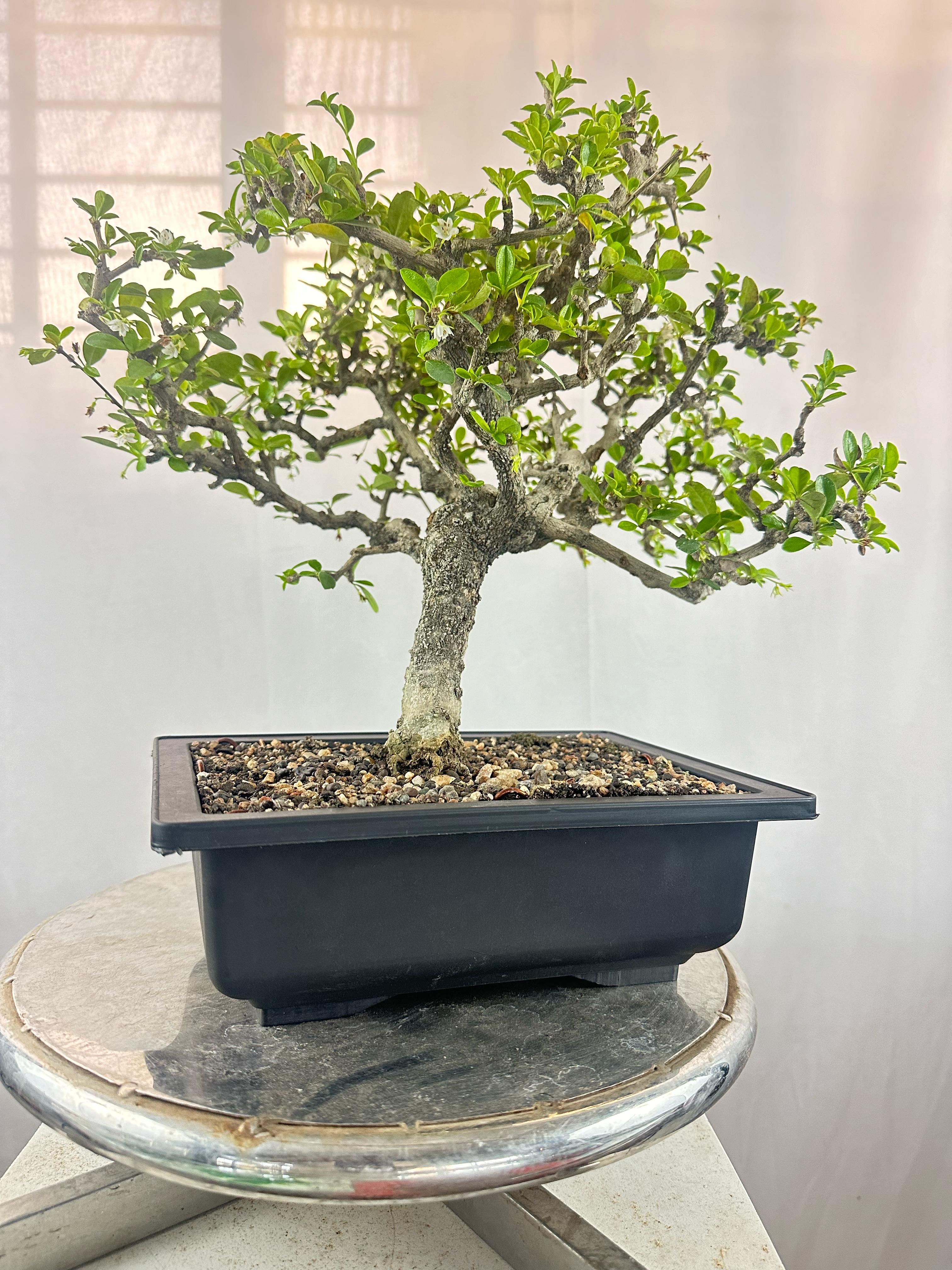 carmona microphylla Fukien tea Mature and old  bonsai tree 8 years  plastic training pot