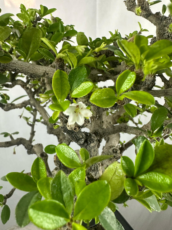 carmona microphylla Fukien tea Mature and old  bonsai tree 8 years  plastic training pot