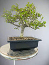 carmona microphylla Fukien tea Mature and old  bonsai tree 8 years  plastic training pot