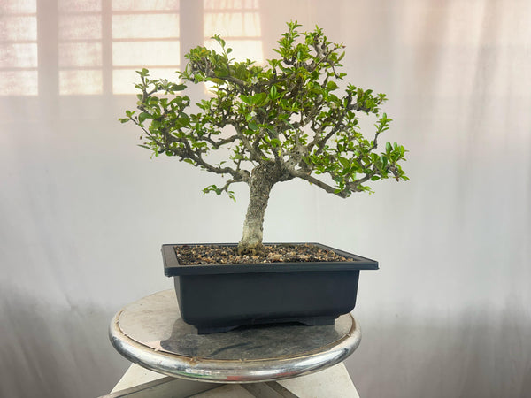 carmona microphylla Fukien tea Mature and old  bonsai tree 8 years  plastic training pot