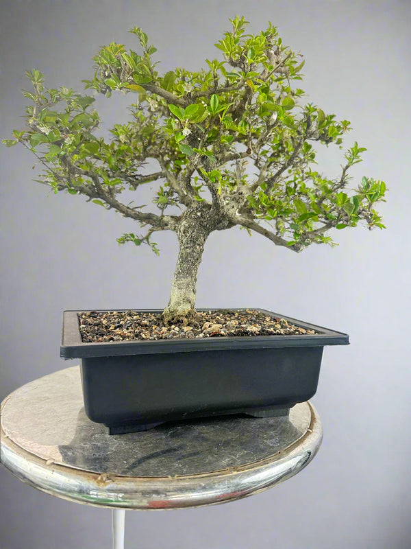 carmona microphylla Fukien tea Mature and old  bonsai tree 8 years  plastic training pot