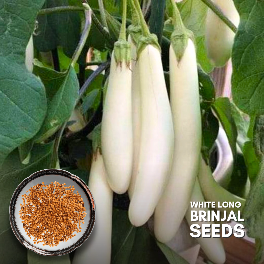 Green Paradise® White Long Brinjal F1 Hybrid Seeds Pack