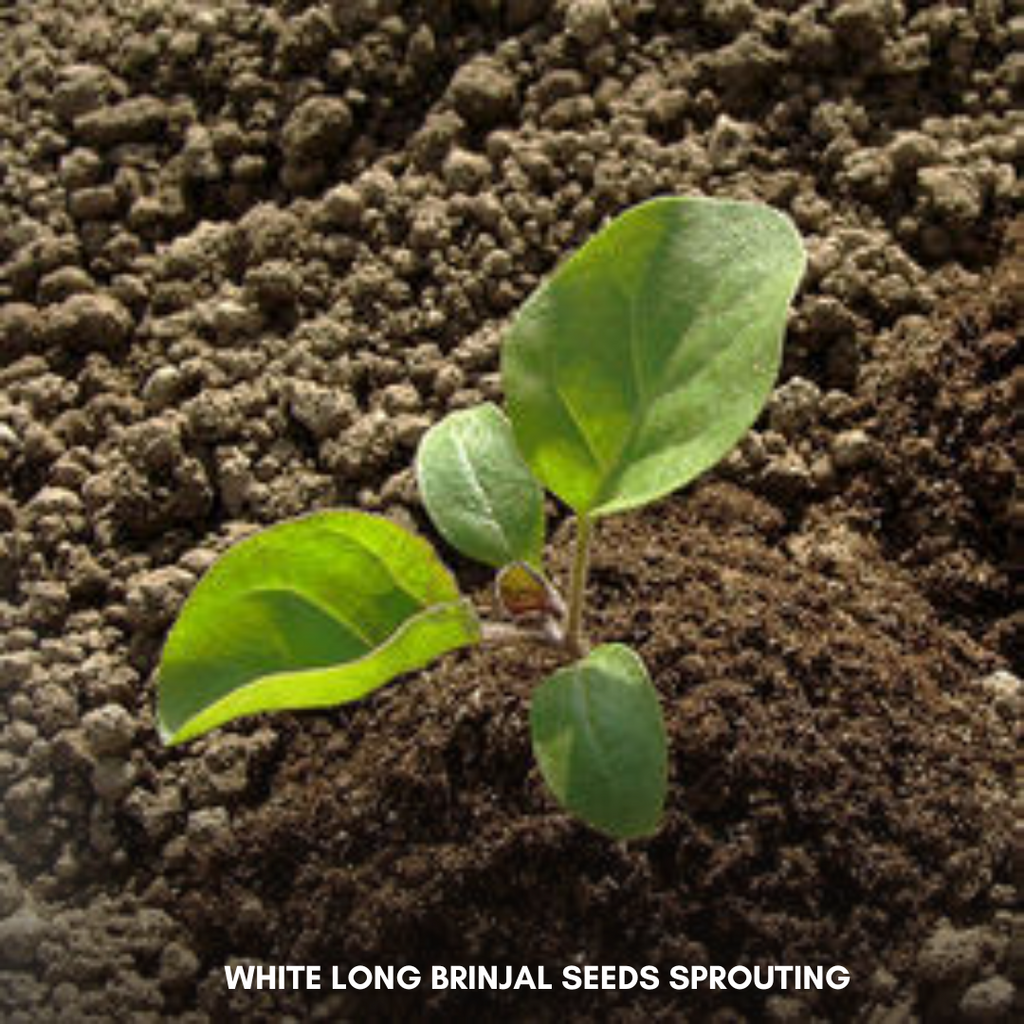 Green Paradise® White Long Brinjal F1 Hybrid Seeds Pack