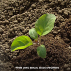 Green Paradise® White Long Brinjal F1 Hybrid Seeds Pack