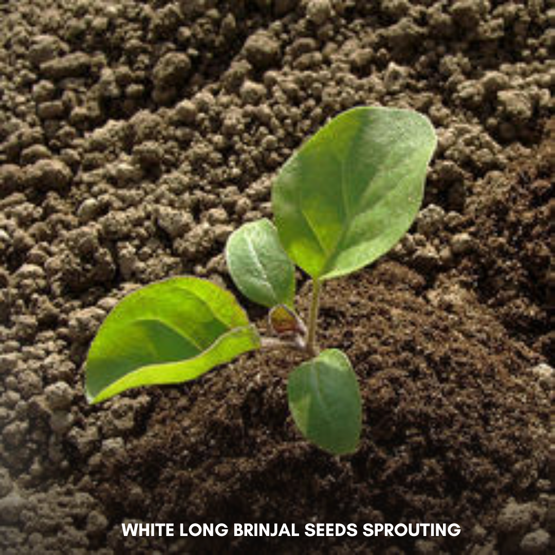 Green Paradise® White Long Brinjal F1 Hybrid Seeds Pack
