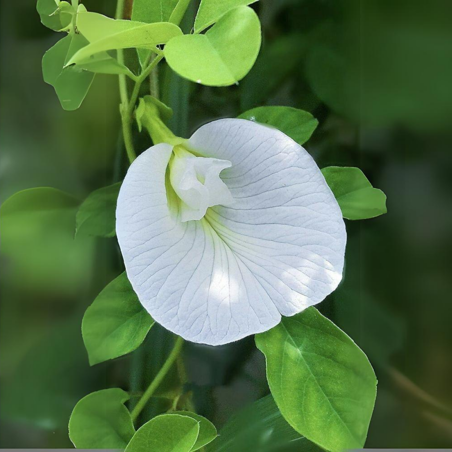 White Aparajita Live Plant