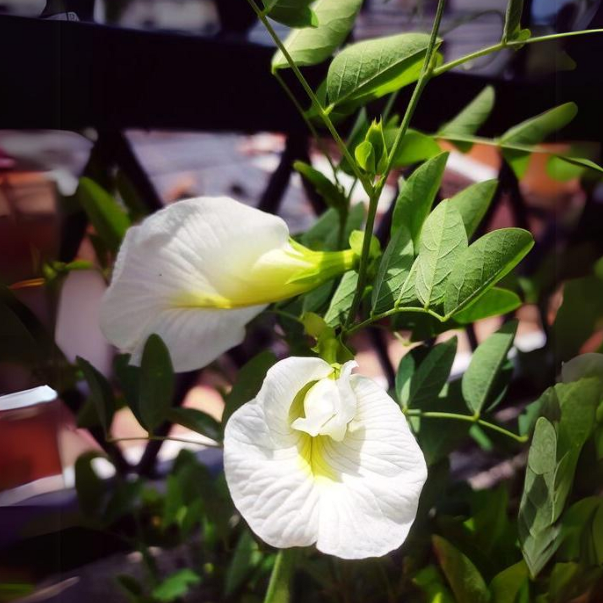 White Aparajita Live Plant