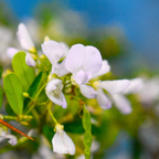 Green Paradise® Desmodium White Braya – Rare Live Sapling Plant for Home Garden & Outdoor Landscaping | Fast-Growing, Easy Maintenance