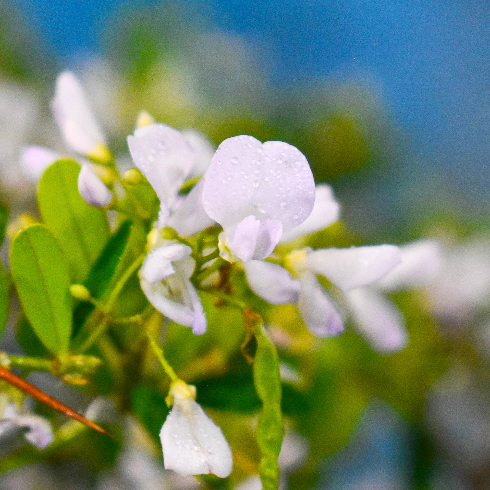 DESMODIUM  White Braya Sapling Plant