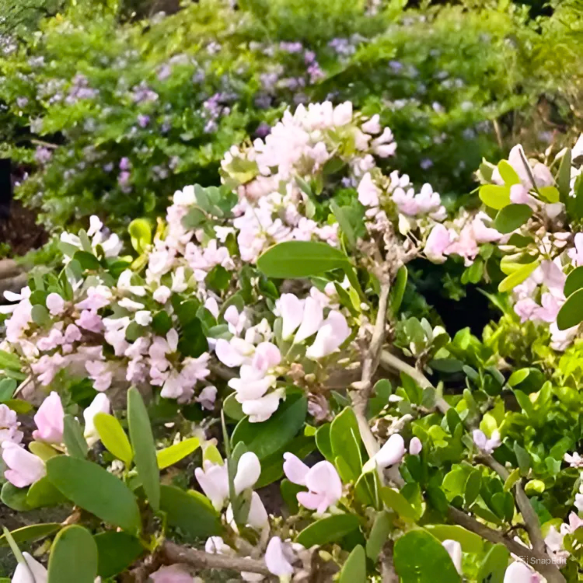 DESMODIUM  White Braya Sapling Plant