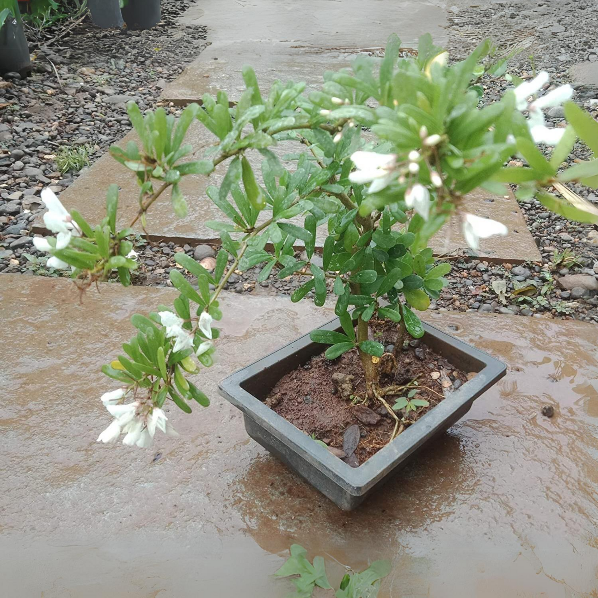 DESMODIUM  White Braya Sapling Plant