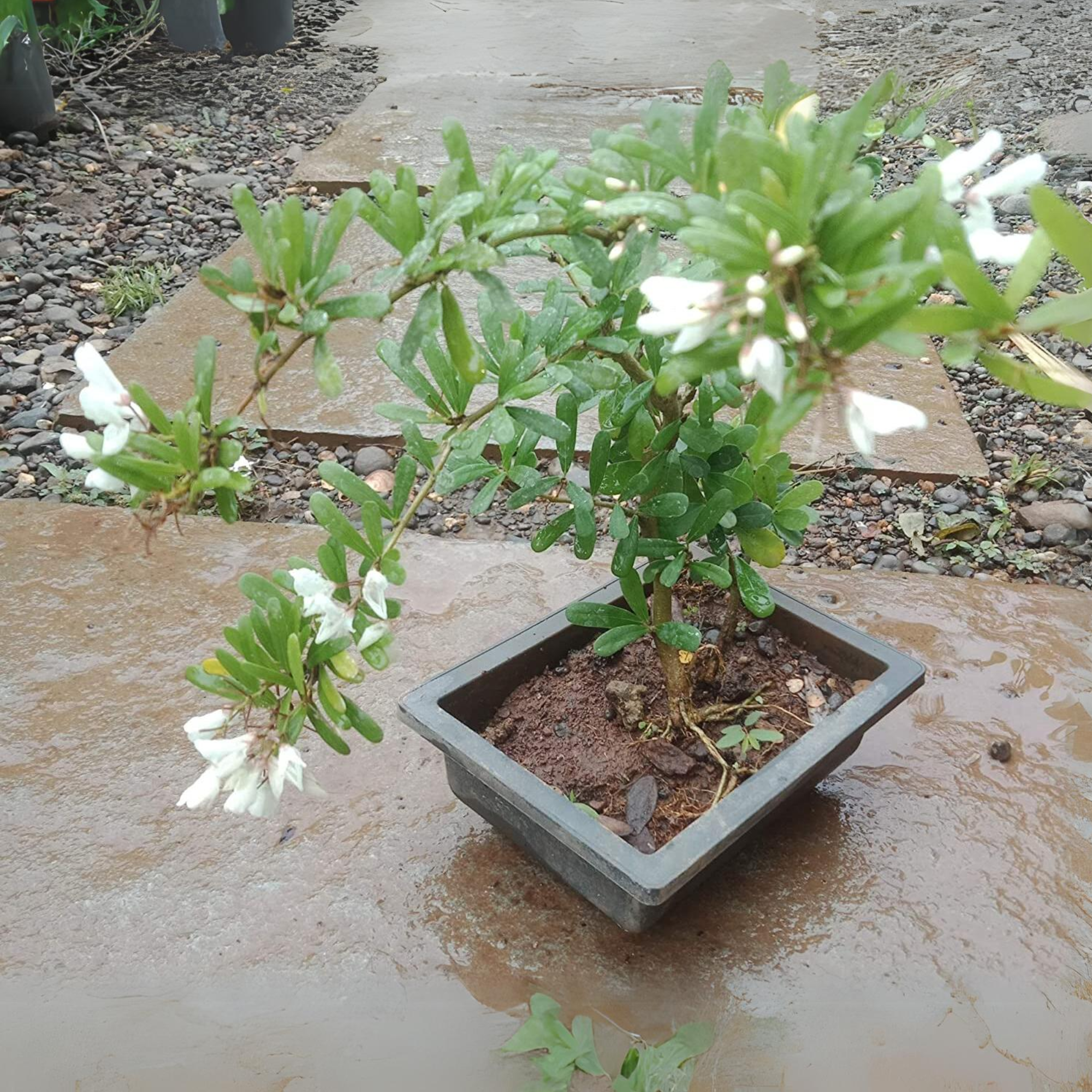 Green Paradise® Desmodium White Braya – Rare Live Sapling Plant for Home Garden & Outdoor Landscaping | Fast-Growing, Easy Maintenance