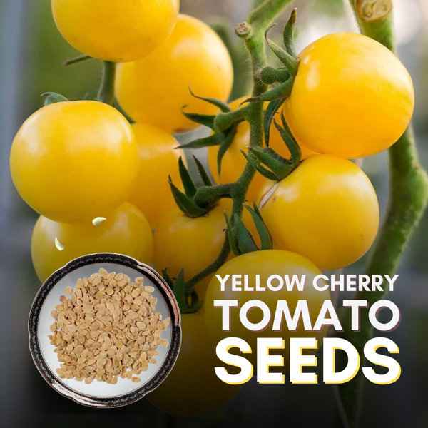 Green Paradise® Yellow Cherry Tomato Seeds
