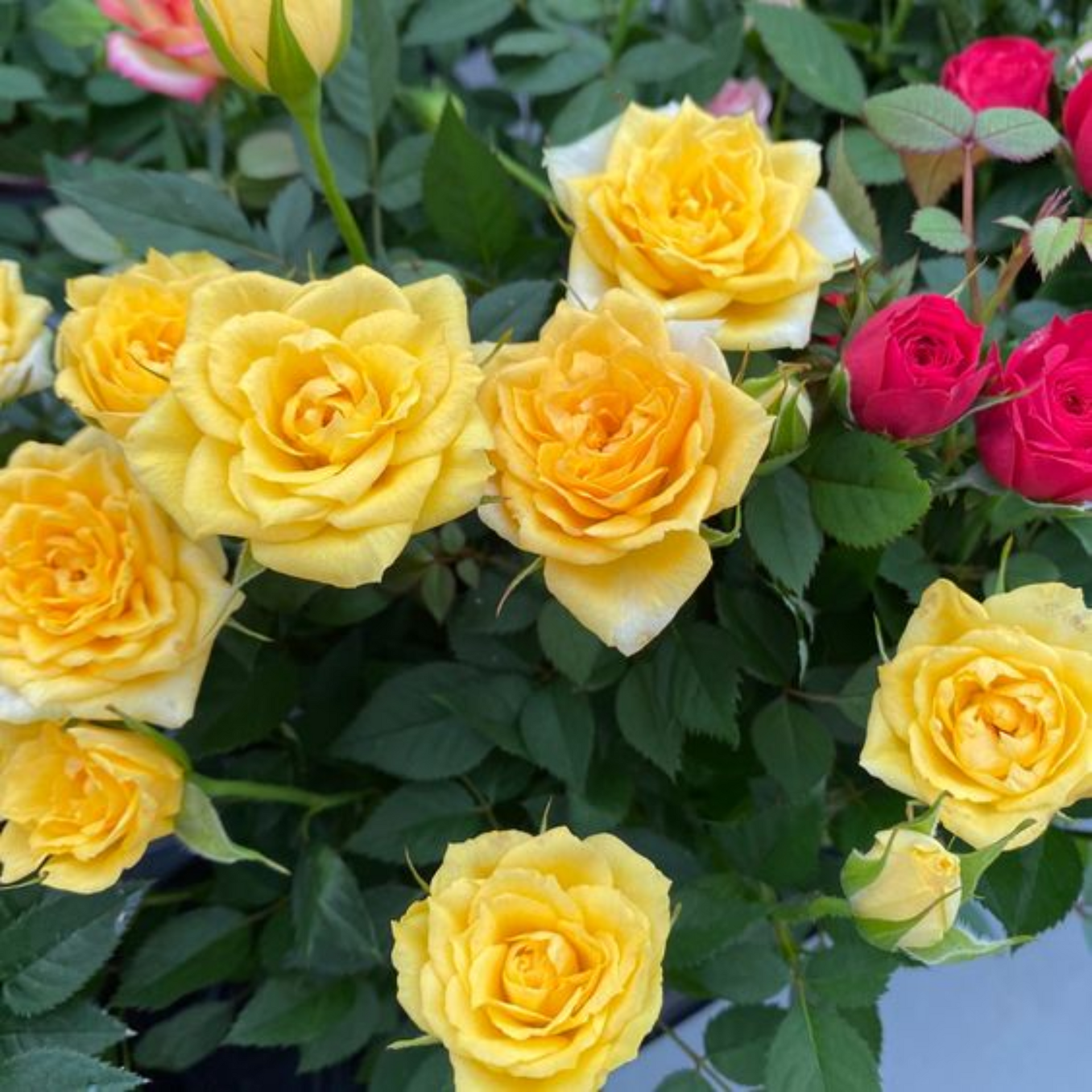 Exclusive Live dutch rose Plant