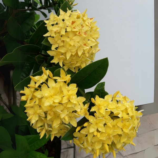 Ixora Yellow New Compact Flowering Ixora Plant With Beautiful Flowers