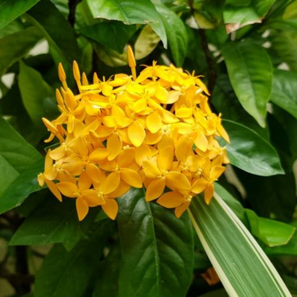 Ixora Yellow New Compact Flowering Ixora Plant With Beautiful Flowers