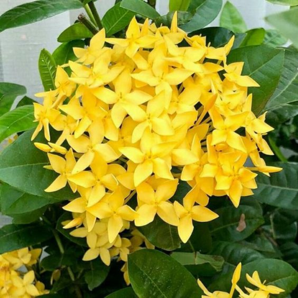 Ixora Yellow New Compact Flowering Ixora Plant With Beautiful Flowers