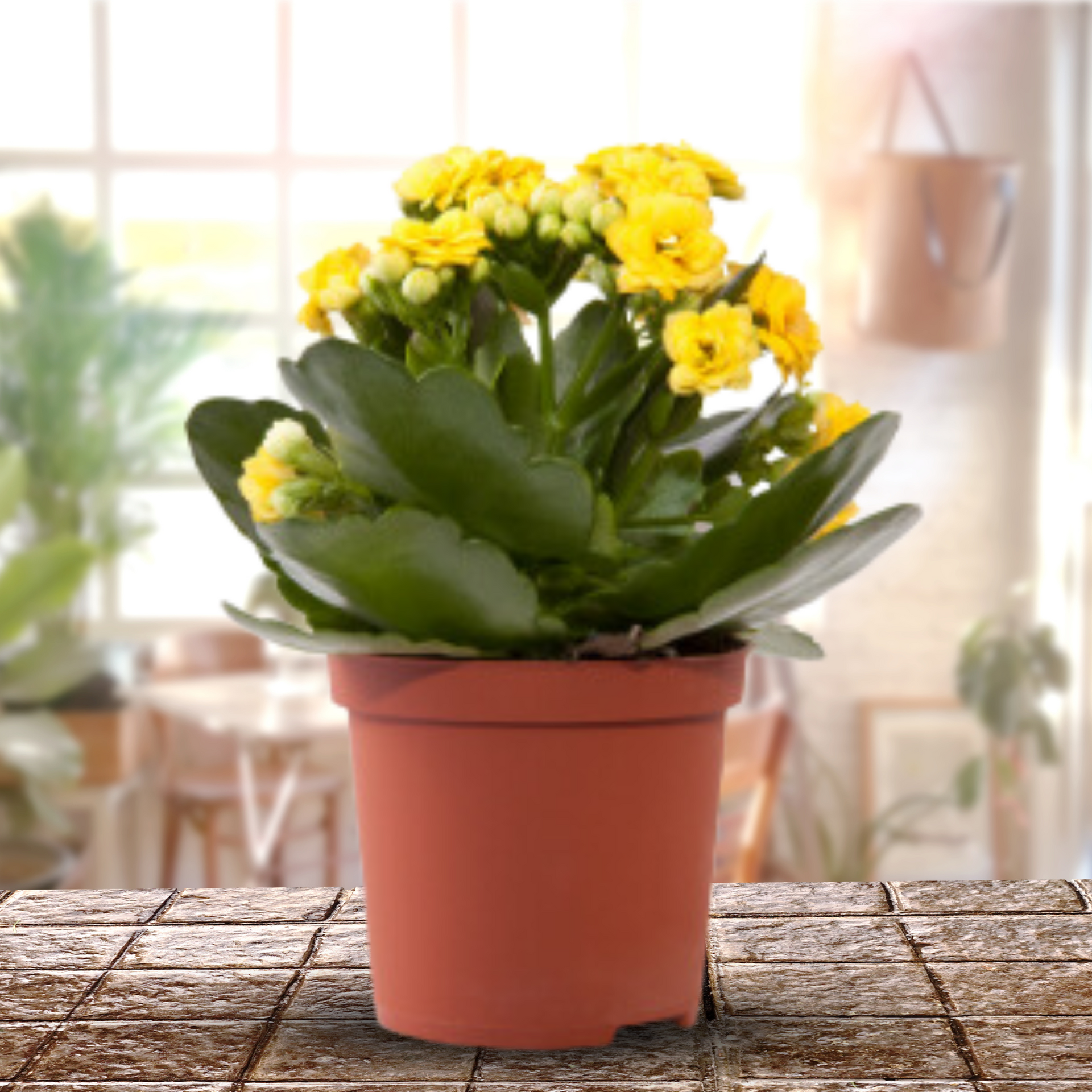 Kalanchoe Plants With Pot