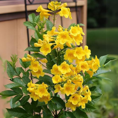 Yellow Tecoma Live plant