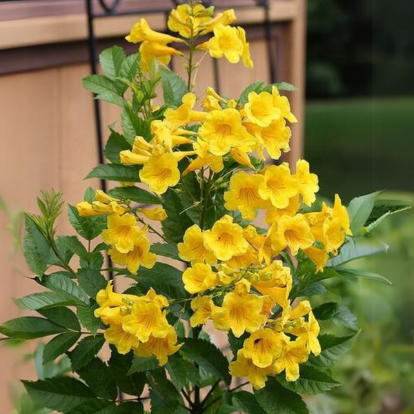 Yellow Tecoma Live plant