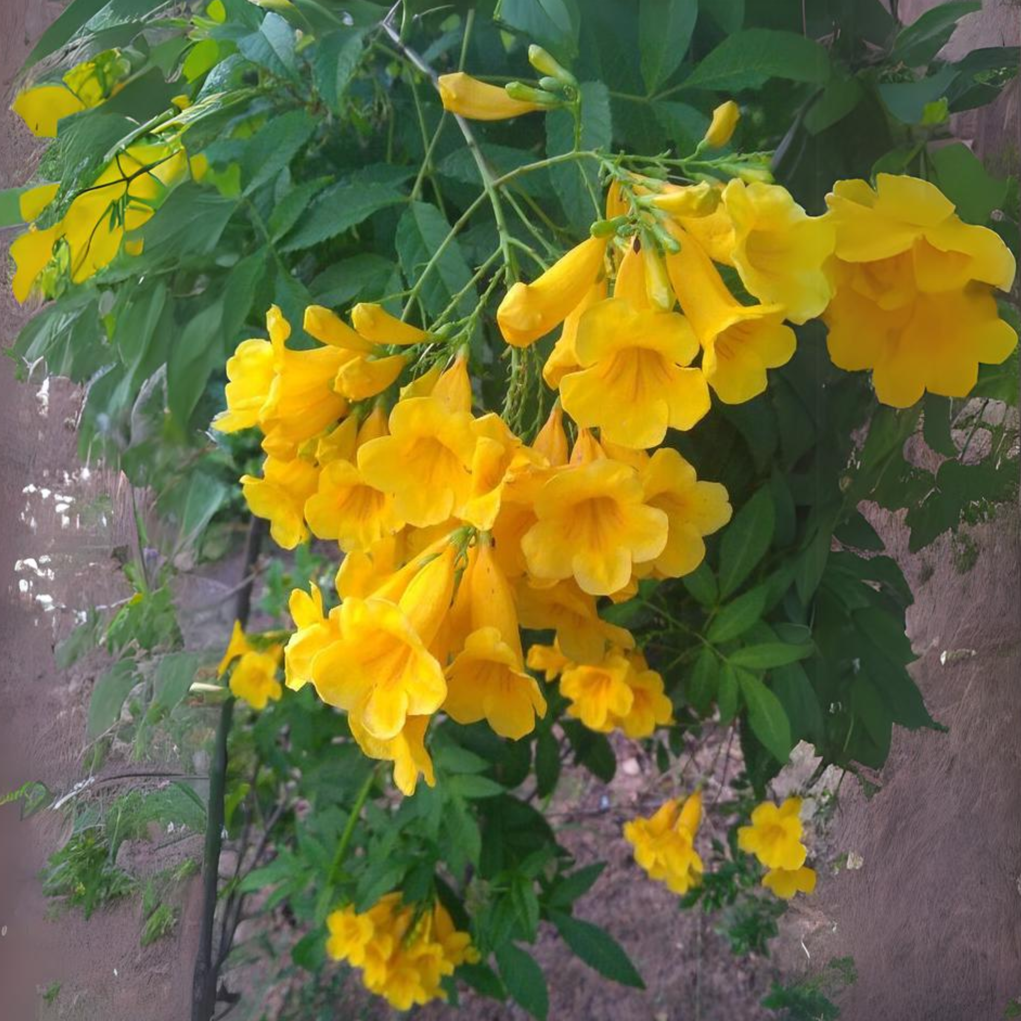 Yellow Tecoma Live plant
