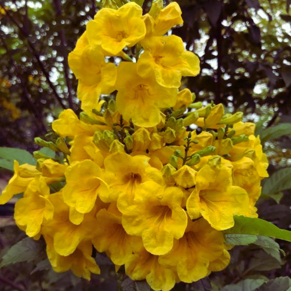 Yellow Tecoma Live plant