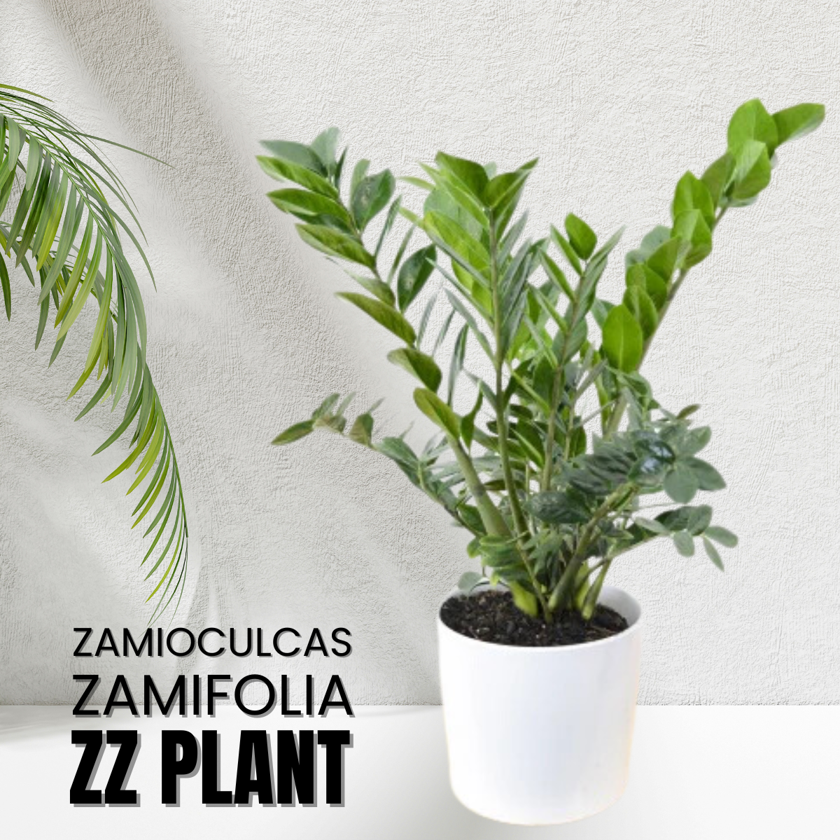 ZZ Zamioculcas Zamiifolia Live Plant