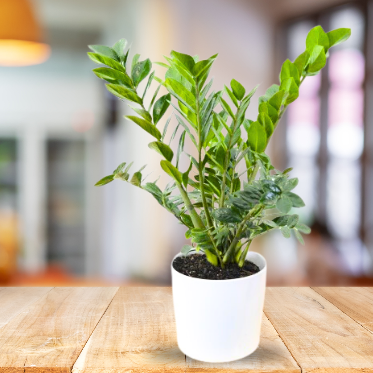 ZZ Zamioculcas Zamiifolia Live Plant